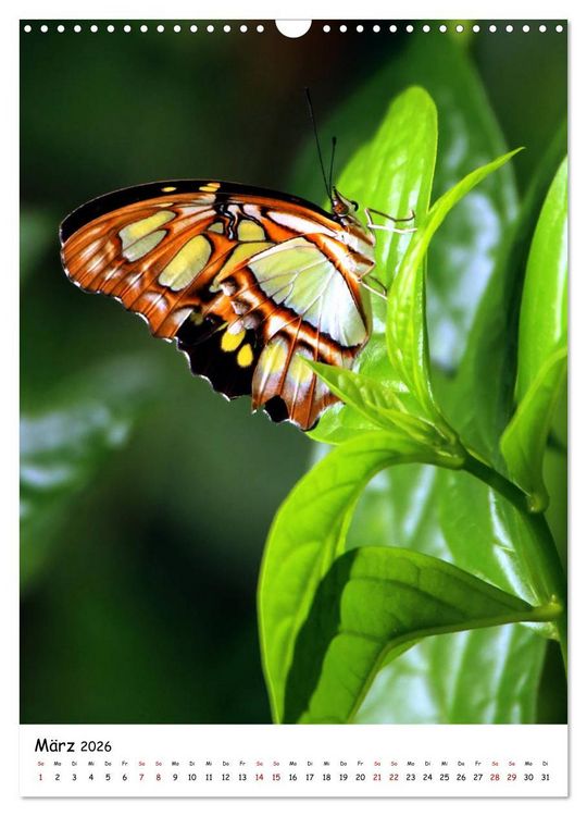 Produktbild: Costa Rica - Fauna & Flora (Wandkalender 2026 DIN A3 hoch), CALVENDO Monatskalender