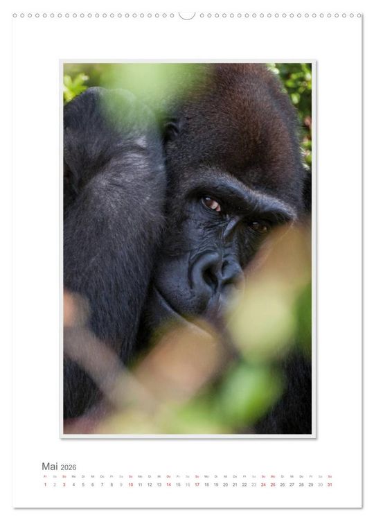Produktbild: Emotionale Momente: Aus dem Leben der Familie Gorilla. (hochwertiger Premium Wandkalender 2026 DIN A2 hoch), Kunstdruck in Hochglanz