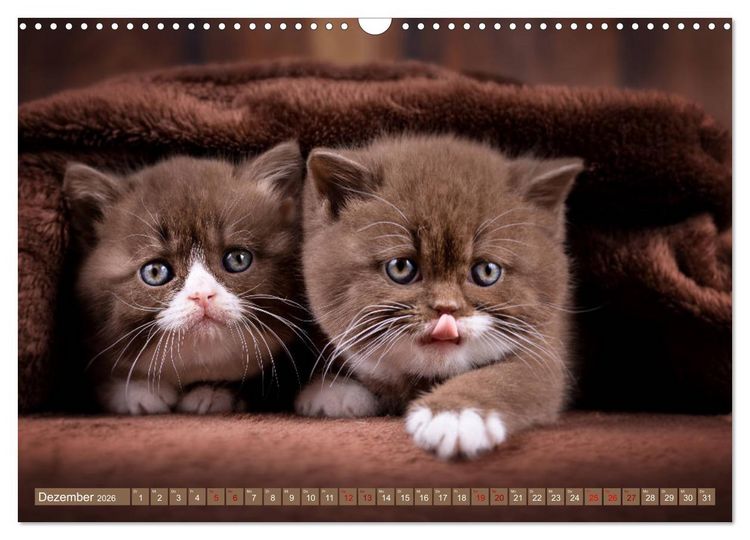 Produktbild: Katzenkinder - Britisch Kurzhaar (Wandkalender 2026 DIN A3 quer), CALVENDO Monatskalender