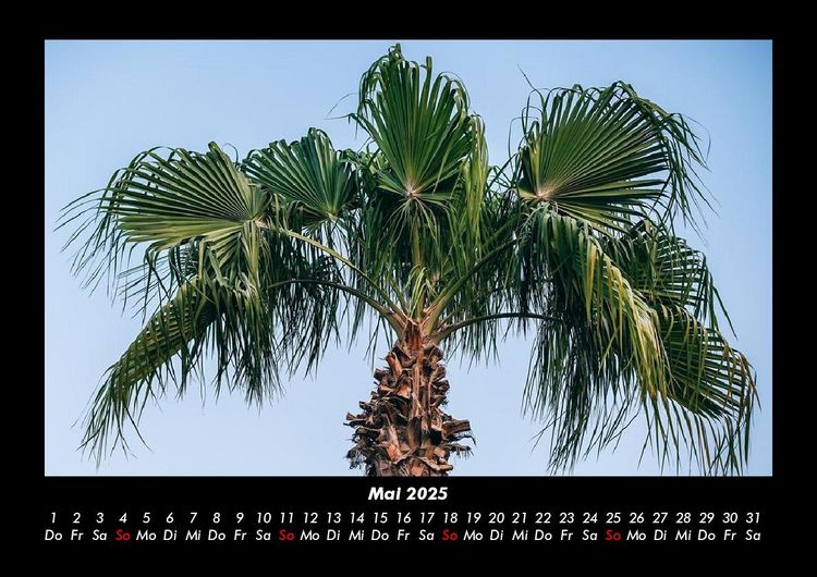 Produktbild: Palmentraum 2025 Fotokalender DIN A3
