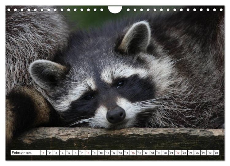 Produktbild: Heimische Tiere (Wandkalender 2026 DIN A4 quer), CALVENDO Monatskalender
