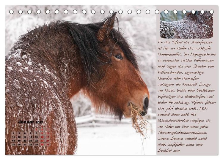 Produktbild: Pferdehaltung Tipps und Wissenswertes (Tischkalender 2027 DIN A5 quer), CALVENDO Monatskalender