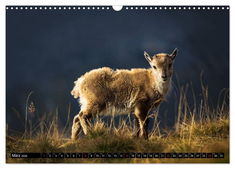 Produktbild: Schweizer Alpen. Natur und Landschaften (Wandkalender 2026 DIN A3 quer), CALVENDO Monatskalender