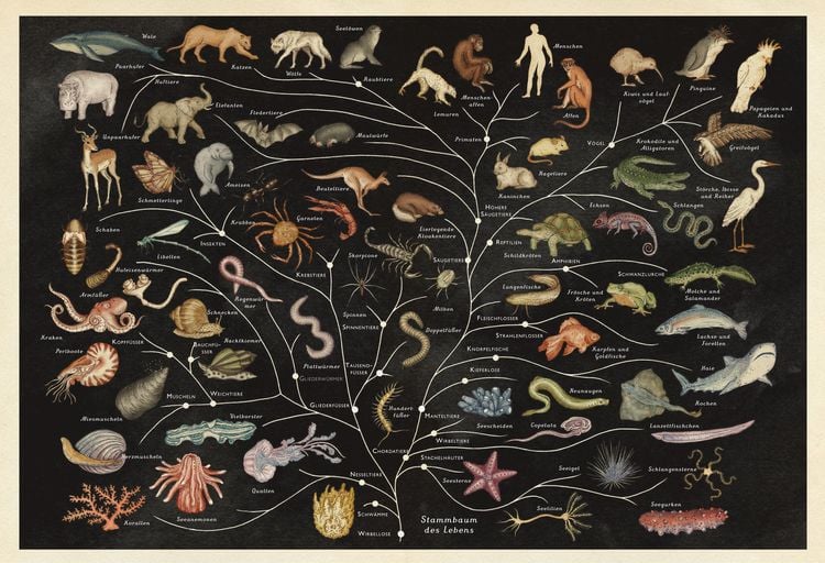 Produktbild: Das Museum der Tiere