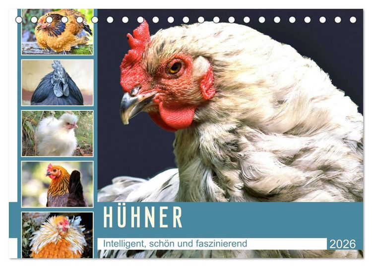 Produktbild: H&uuml;hner. Intelligent, sch&ouml;n und faszinierend (Tischkalender 2026 DIN A5 quer), CALVENDO Monatskalender