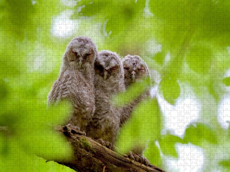 Produktbild: CALVENDO Puzzle Geschwister | 1000 Teile Lege-Gr&ouml;&szlig;e 64x48cm Foto-Puzzle f&uuml;r gl&uuml;ckliche Stunden