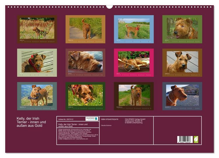 Produktbild: Kelly, der Irish Terrier - innen und au&szlig;en aus Gold (Wandkalender 2026 DIN A2 quer), CALVENDO Monatskalender