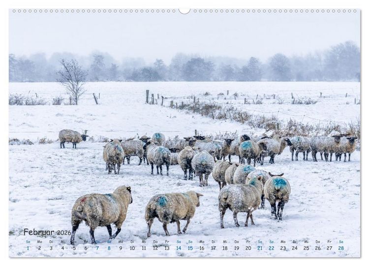 Produktbild: Westk&uuml;ste - Zwischen St. Peter Ording, B&uuml;sum und Elbe (hochwertiger Premium Wandkalender 2026 DIN A2 quer), Kunstdruck in Hochglanz