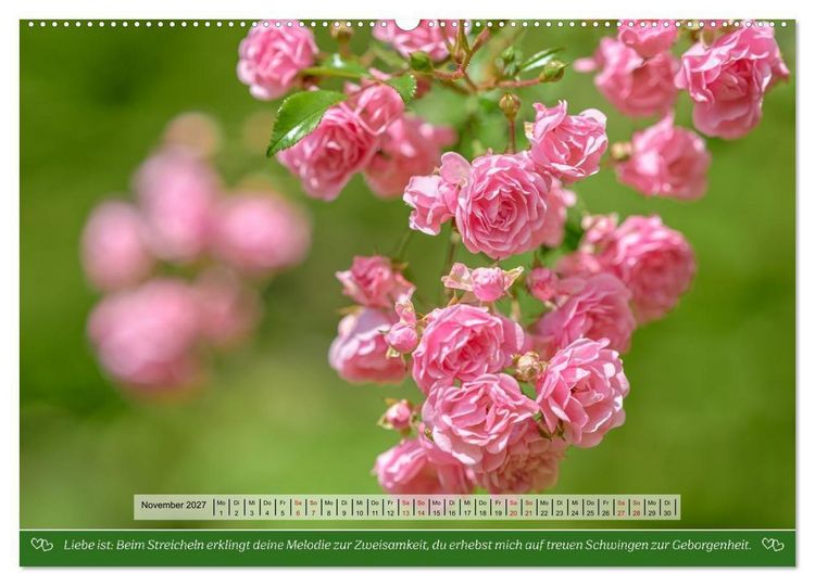Produktbild: Rosen, Liebe ist (hochwertiger Premium Wandkalender 2027 DIN A2 quer), Kunstdruck in Hochglanz