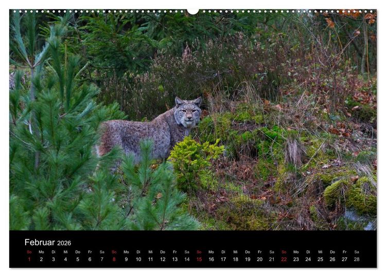 Produktbild: Der Luchs (Wandkalender 2026 DIN A2 quer), CALVENDO Monatskalender