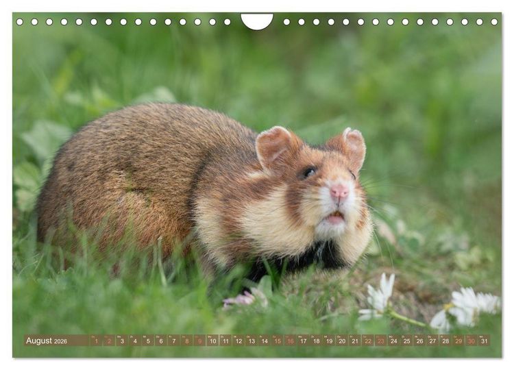 Produktbild: Feldhamster Herbert Kleine Pfoten, gro&szlig;e Pers&ouml;nlichkeit (Wandkalender 2026 DIN A4 quer), CALVENDO Monatskalender