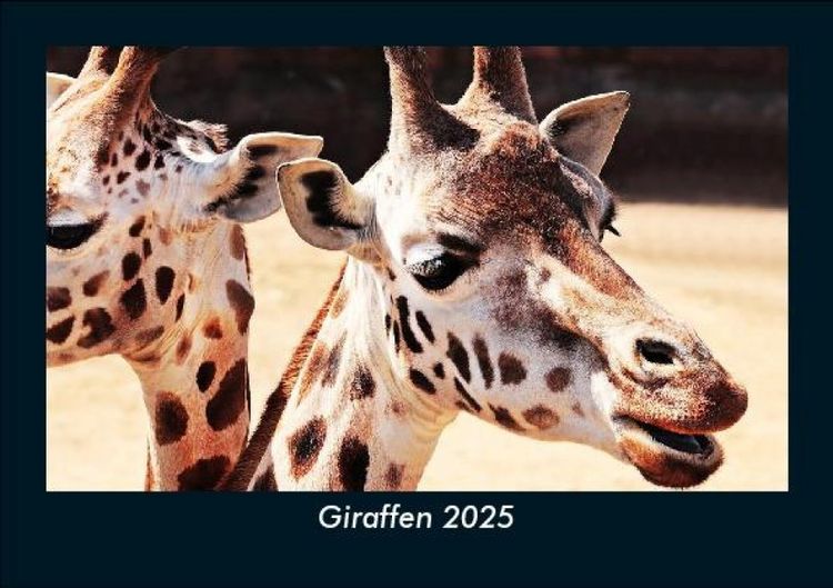 Produktbild: Giraffen 2025 Fotokalender DIN A5