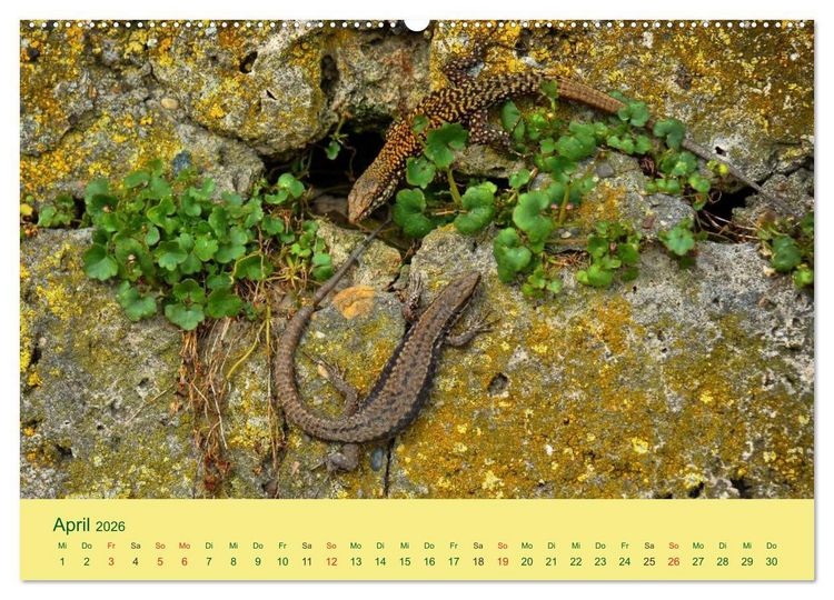 Produktbild: Flinke Eidechsen (hochwertiger Premium Wandkalender 2026 DIN A2 quer), Kunstdruck in Hochglanz