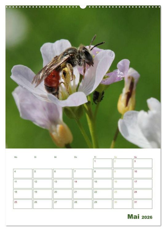 Produktbild: Bienen-Terminplaner 2026 (Wandkalender 2026 DIN A2 hoch), CALVENDO Monatskalender