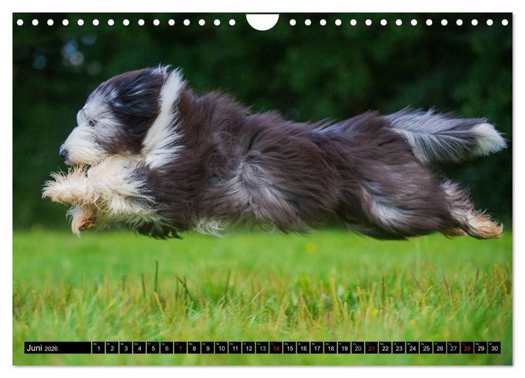 Produktbild: Liebenswerter Clown Bearded Collie (Wandkalender 2026 DIN A4 quer), CALVENDO Monatskalender