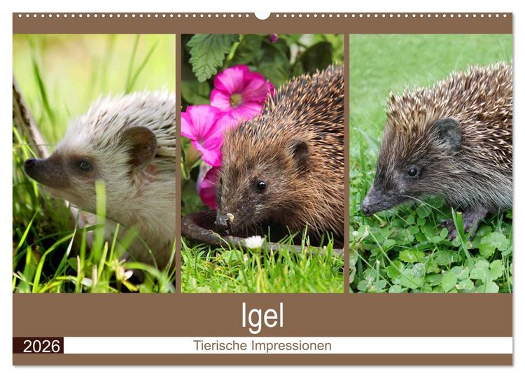 Produktbild: Igel 2026. Tierische Impressionen (Wandkalender 2026 DIN A2 quer), CALVENDO Monatskalender