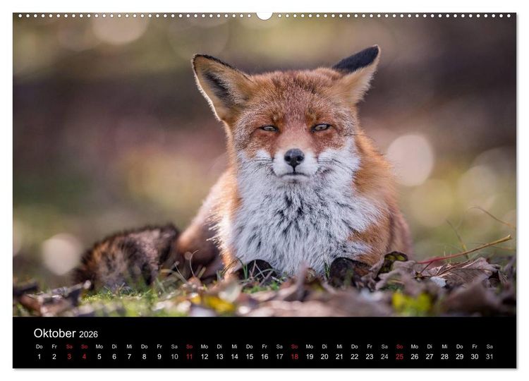 Produktbild: Rotf&uuml;chse (hochwertiger Premium Wandkalender 2026 DIN A2 quer), Kunstdruck in Hochglanz
