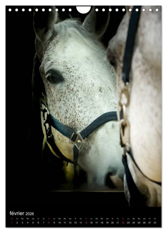 Produktbild: Chevaux en Portraits (Calendrier mural 2026 DIN A4 horizontal), CALVENDO calendrier mensuel