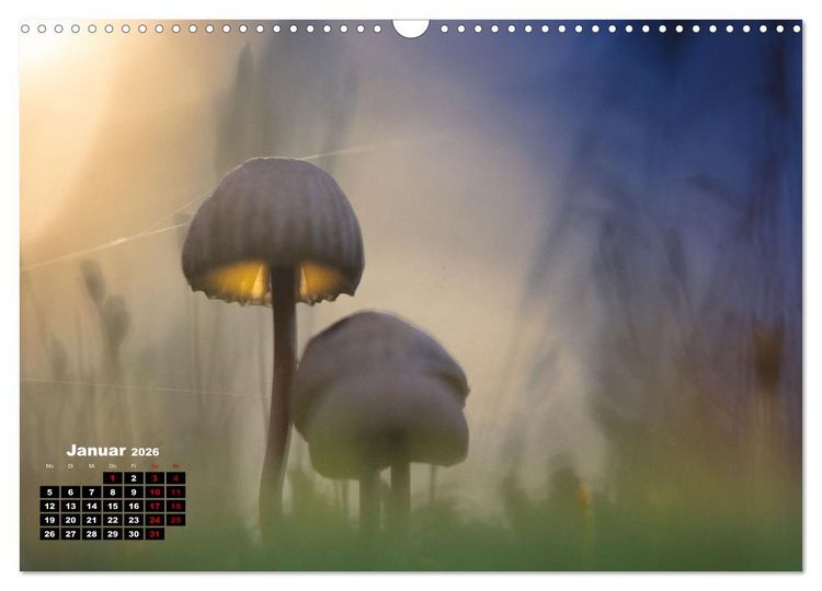 Produktbild: Pilzmagie (Wandkalender 2026 DIN A3 quer), CALVENDO Monatskalender