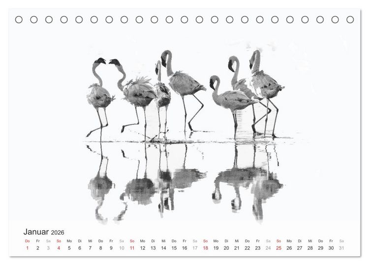 Produktbild: Flamingo Impressionen 2026 (Tischkalender 2026 DIN A5 quer), CALVENDO Monatskalender