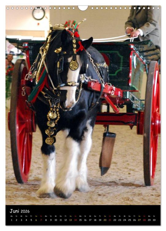 Produktbild: Shire Horse - Geschm&uuml;ckte Riesen (Wandkalender 2026 DIN A3 hoch), CALVENDO Monatskalender