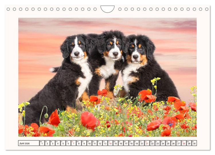 Produktbild: Berner Sennenhunde - Tr&auml;umereien (Wandkalender 2026 DIN A4 quer), CALVENDO Monatskalender