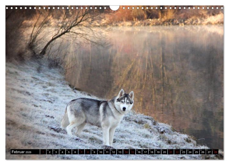 Produktbild: Faszination Husky (Wandkalender 2026 DIN A3 quer), CALVENDO Monatskalender