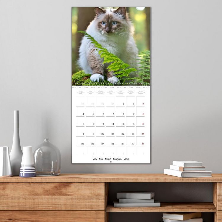 Produktbild: Beautiful Ragdolls - Cats in Nature (Wall Calendar 2026 12 &times; 12 Inch) CALVENDO 12 Month Wall Calendar