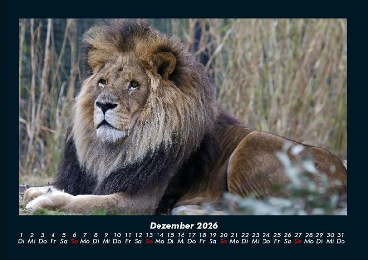 Produktbild: L&ouml;wen in der Wildnis 2026 Fotokalender DIN A4