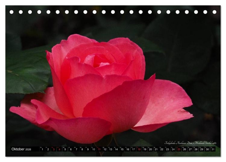 Produktbild: Edle Rosen (Tischkalender 2026 DIN A5 quer), CALVENDO Monatskalender