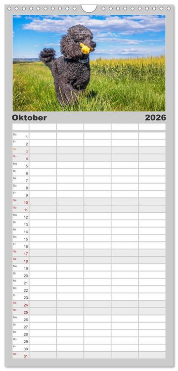 Produktbild: Familienplaner 2026 - Pudel - Gl&uuml;ck auf vier Pfoten mit 5 Spalten (Wandkalender, 21 x 45 cm) CALVENDO