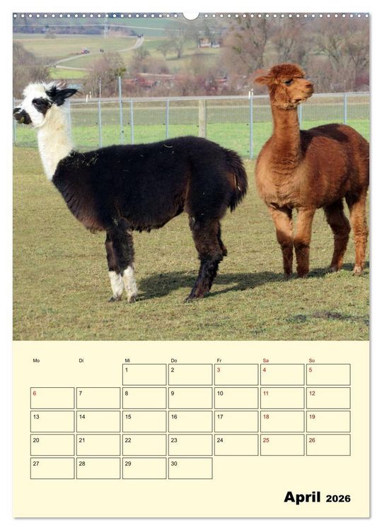 Produktbild: Alpakas erleben (hochwertiger Premium Wandkalender 2026 DIN A2 hoch), Kunstdruck in Hochglanz