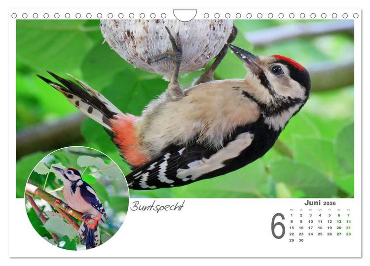 Produktbild: Gefiederte Garteng&auml;ste (Wandkalender 2026 DIN A4 quer), CALVENDO Monatskalender