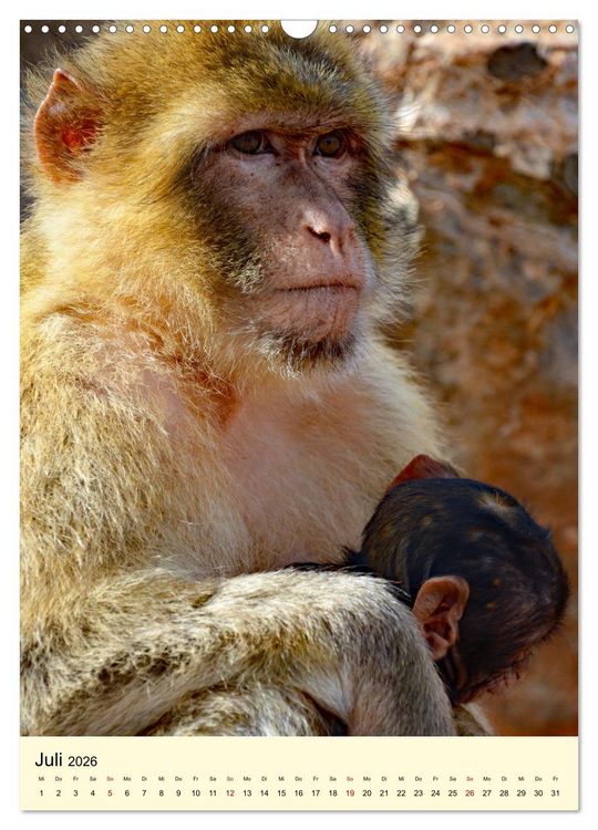 Produktbild: Berberaffenfamilien (Wandkalender 2026 DIN A3 hoch), CALVENDO Monatskalender
