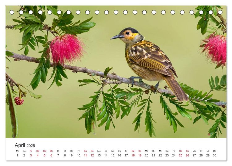 Produktbild: Singv&ouml;gel aus Australien (Tischkalender 2026 DIN A5 quer), CALVENDO Monatskalender