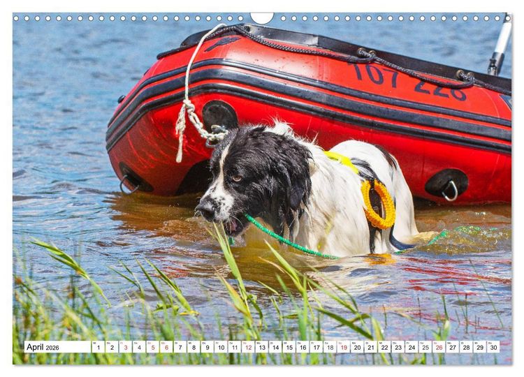 Produktbild: Landseer - Ein starker Freund auf 4 Pfoten (Wandkalender 2026 DIN A3 quer), CALVENDO Monatskalender