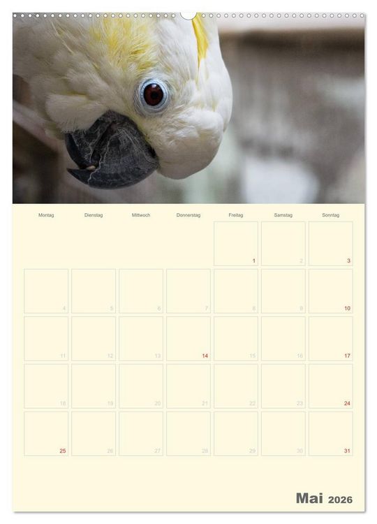 Produktbild: Kunterbunter Papageien-Planer (Wandkalender 2026 DIN A2 hoch), CALVENDO Monatskalender