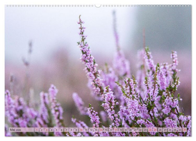 Produktbild: Wunderbare Heidelandschaften (hochwertiger Premium Wandkalender 2026 DIN A2 quer), Kunstdruck in Hochglanz