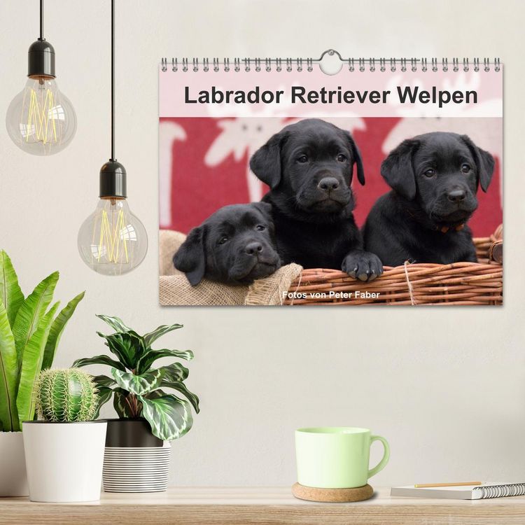 Produktbild: Labrador Retriever Welpen (Wandkalender 2026 DIN A4 quer), CALVENDO Monatskalender