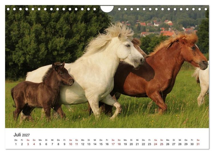 Produktbild: Islandpferde - Hufschlag aus Feuer und Eis (Wandkalender 2027 DIN A4 quer), CALVENDO Monatskalender