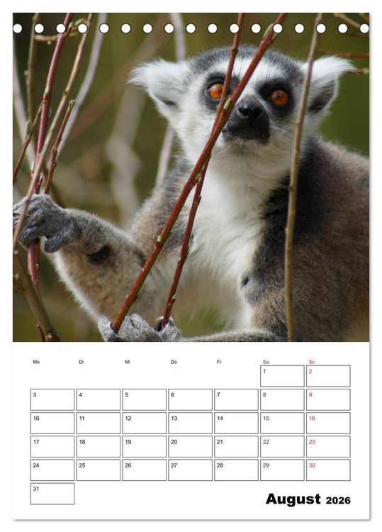 Produktbild: Katta Terminplaner (Tischkalender 2026 DIN A5 hoch), CALVENDO Monatskalender