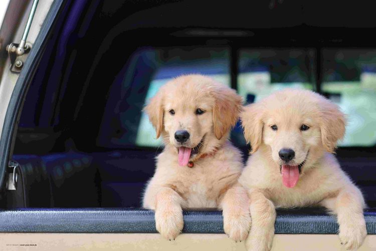 Produktbild: Cover-your-desk Schreibtischunterlage f&uuml;r Kinder und Erwachsene Golden Retriever Welpen, aus hochwertigem Vinyl , 60 x 40 cm