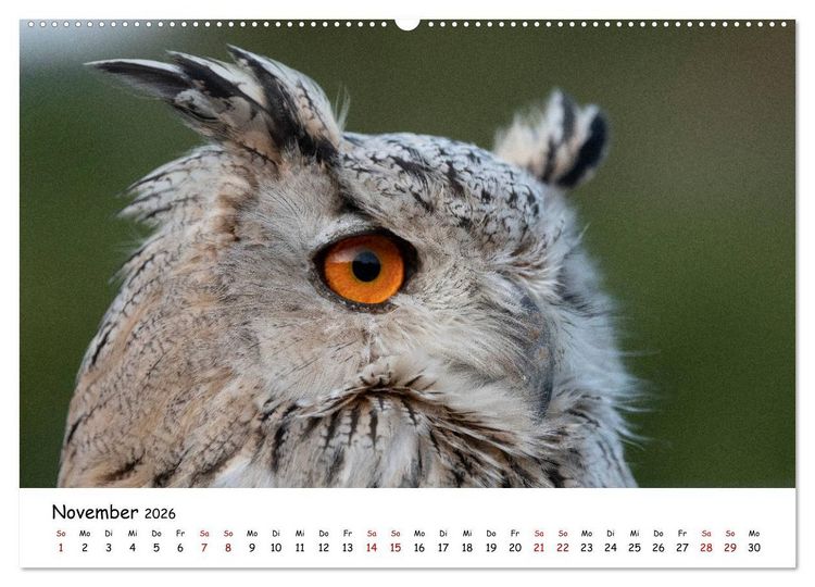 Produktbild: Eulen 2026 (Wandkalender 2026 DIN A2 quer), CALVENDO Monatskalender