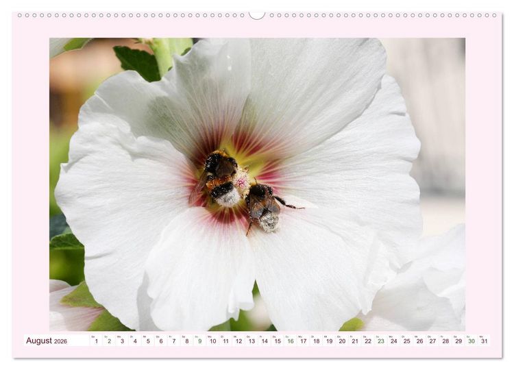 Produktbild: Wundersch&ouml;ne Malven (hochwertiger Premium Wandkalender 2026 DIN A2 quer), Kunstdruck in Hochglanz