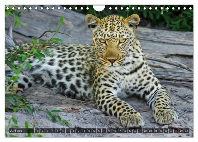 Produktbild: Raubkatzen. Wild, sch&ouml;n und kraftvoll (Wandkalender 2026 DIN A4 quer), CALVENDO Monatskalender