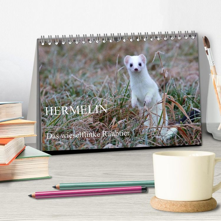 Produktbild: Hermelin - das wieselflinke Raubtier (Tischkalender 2026 DIN A5 quer), CALVENDO Monatskalender