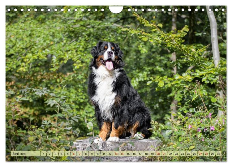 Produktbild: Schweizer Sennenhunde - Appenzeller - Berner - Entlebucher - Gro&szlig;e Schweizer (Wandkalender 2026 DIN A4 quer), CALVENDO Monatskalender