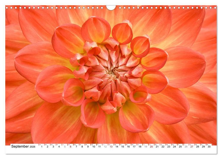 Produktbild: Dahlien-Kronen (Wandkalender 2026 DIN A3 quer), CALVENDO Monatskalender
