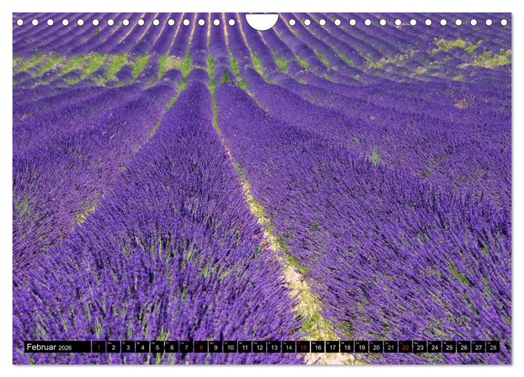 Produktbild: Lavendel (Wandkalender 2026 DIN A4 quer), CALVENDO Monatskalender