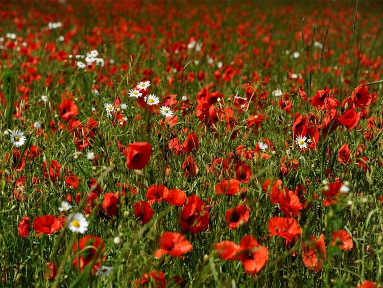 Produktbild: CALVENDO Puzzle Ein Motiv aus dem Kalender Roter Mohn, bunte Wiesen | 1000 Teile Lege-Gr&ouml;&szlig;e 64x48cm Foto-Puzzle f&uuml;r gl&uuml;ckliche Stunden